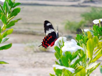 Butterfly on flower