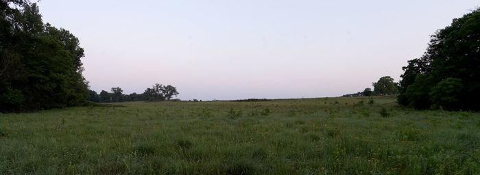 Scenic view of field against clear sky