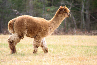 Alpaca tanding in a field