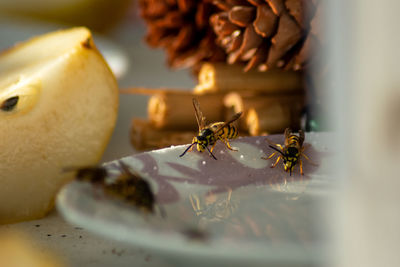 Close-up of bee on table