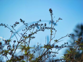 Low angle view of flowering plants against blue sky