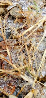 High angle view of dry leaves on land