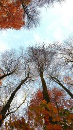 Low angle view of trees in forest during autumn