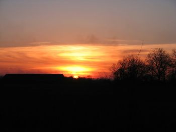 Silhouette of trees at sunset