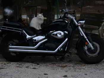 Side view of dog on car