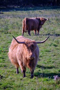 Horses in a field