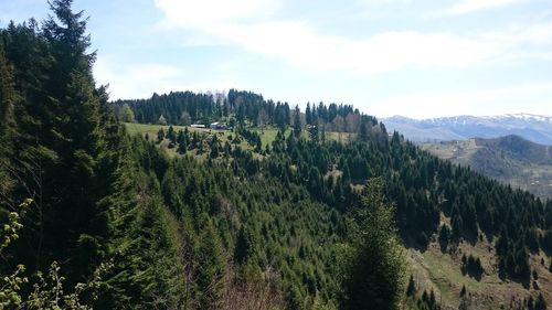 Panoramic view of pine trees in forest against sky