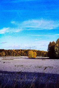 Scenic view of field against blue sky