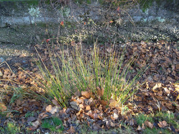 Close-up of grass