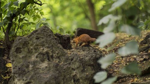 Squirrel on tree trunk