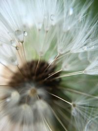 Macro shot of white dandelion flower