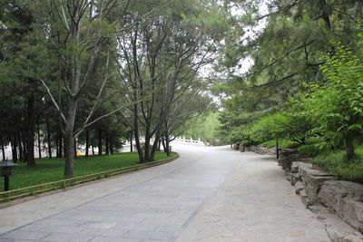 Footpath amidst trees in park