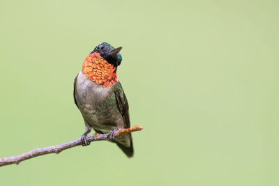 A ruby-throated hummigbird perched on a branch