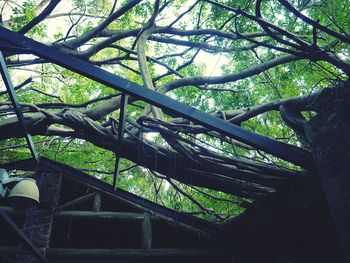 Low angle view of trees