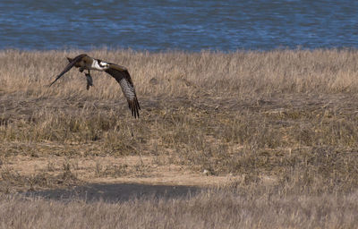 Bird flying over a field