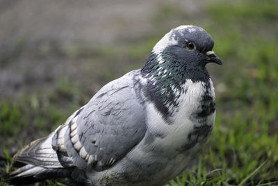 Close-up of pigeon