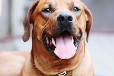 Close-up portrait of dog