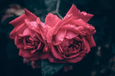 Close-up of red rose