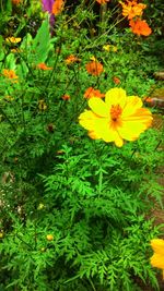 Close-up of fresh yellow flowers blooming in field