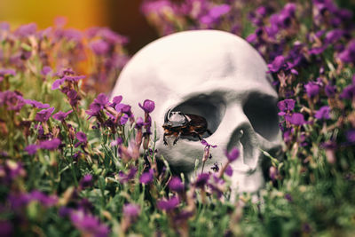 Close-up of bee pollinating on purple flower