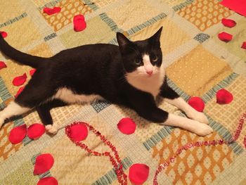 High angle portrait of cat on rug