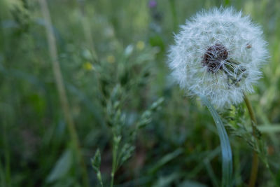 Close-up of white dandelion flower