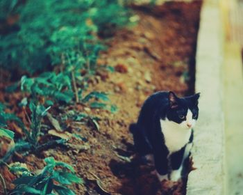Portrait of cat sitting outdoors