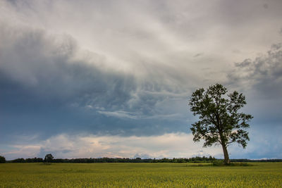 Scenic view of field against sky