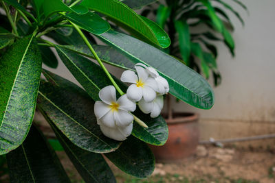 Close-up of white flowering plant