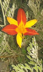 Close-up of flower plant