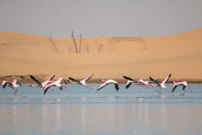 Birds flying over lake against sky