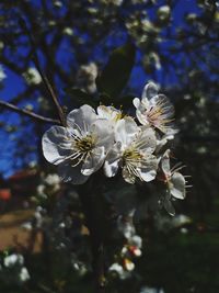 Close-up of white cherry blossom