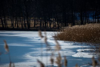 Reflection of trees in water