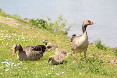 Geese on grassy field