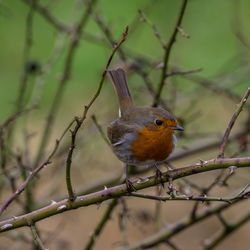 Close-up of bird perching on branch