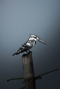 Close-up of bird against sky