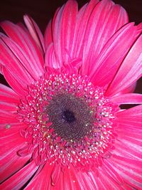 Close-up of pink daisy flower