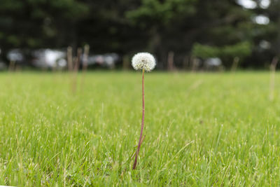 Close-up of white flower on field