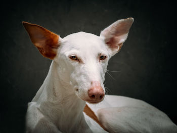 Close-up portrait of white dog