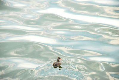 High angle view of turtle in swimming pool