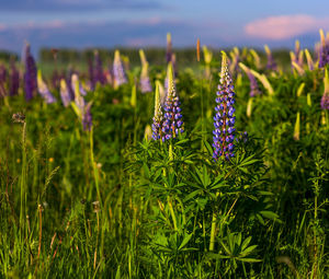 Close-up of purple lupins flowering plants on summer field at sunny day