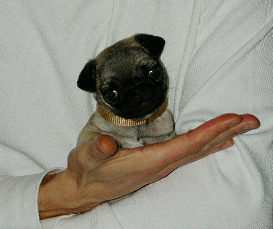 Pug puppy