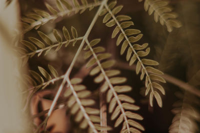 Close-up of spiked plant