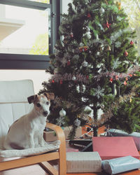 Portrait of jack russell terrier sitting on sofa by christmas tree at home