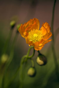 Close-up of yellow flower blooming outdoors