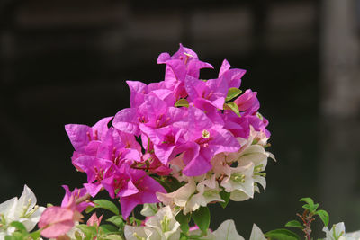 Close-up of pink flowers