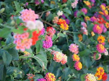 Close-up of fresh flowers blooming in park