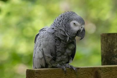 Close-up of parrot perching on wooden post