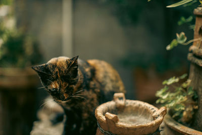 Close-up of observing cat