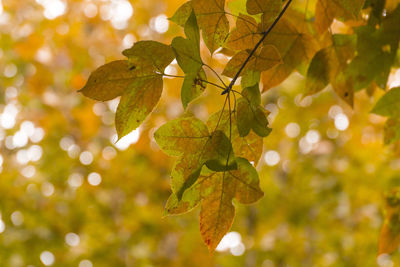 Close-up of leaves on tree